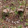 04 Aktion April 25 Feen und Wichtelwald